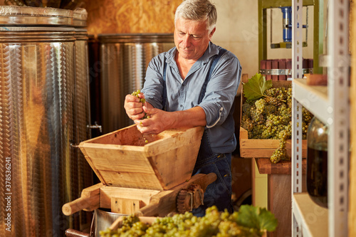 Фотография Senior winemaker crushing white grapes for future wine