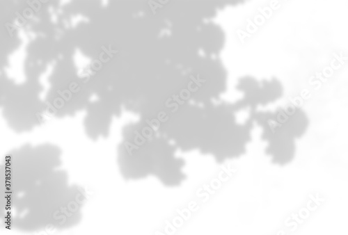 Summer background of plant shadows. Shadow of oak leaves on a white wall. White and black to overlay a photo or mock up