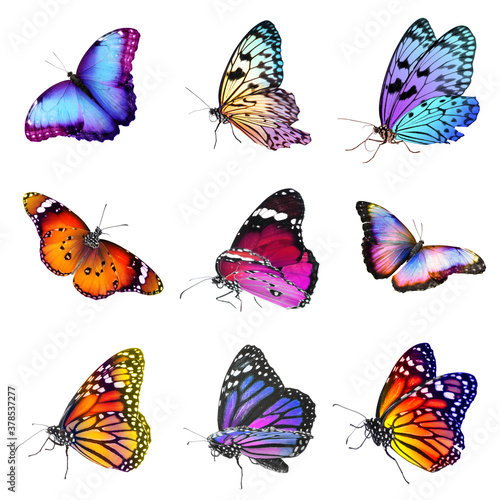Collection of amazing bright butterflies isolated on white © New Africa
