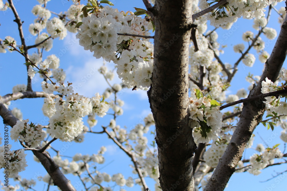 Cherry Blossom at the Jerte Valley, Extremadura, Spain. Cherry Blossom at the Jerte Valley, Extremadura, Spain.