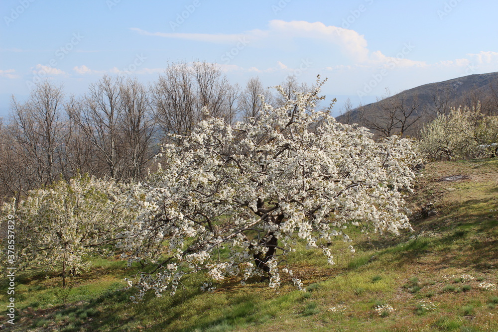Cherry Blossom at the Jerte Valley, Extremadura, Spain. Cherry Blossom at the Jerte Valley, Extremadura, Spain.