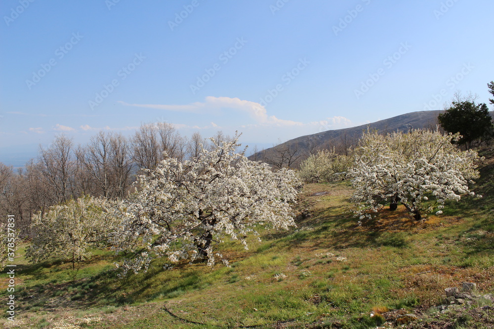 Cherry Blossom at the Jerte Valley, Extremadura, Spain. Cherry Blossom at the Jerte Valley, Extremadura, Spain.