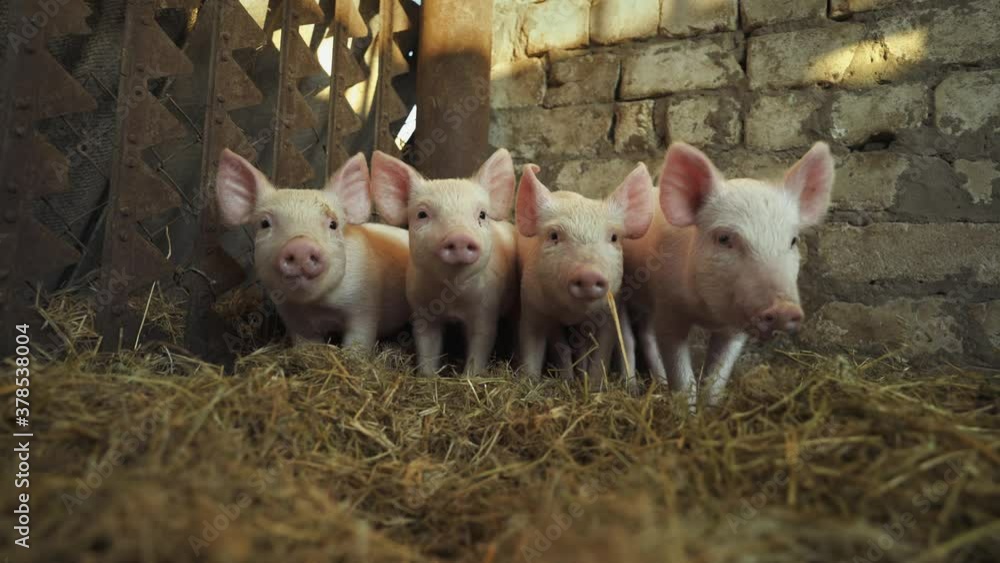 Four little shy pigs in a pigsty. Home business, small pig farm. Piglets. Hay and straw on the floor of the barn, food for pigs. Four little shy pigs in a pigsty. Home business, small pig farm. Piglets. Hay and straw on the floor of the barn, food for pigs.