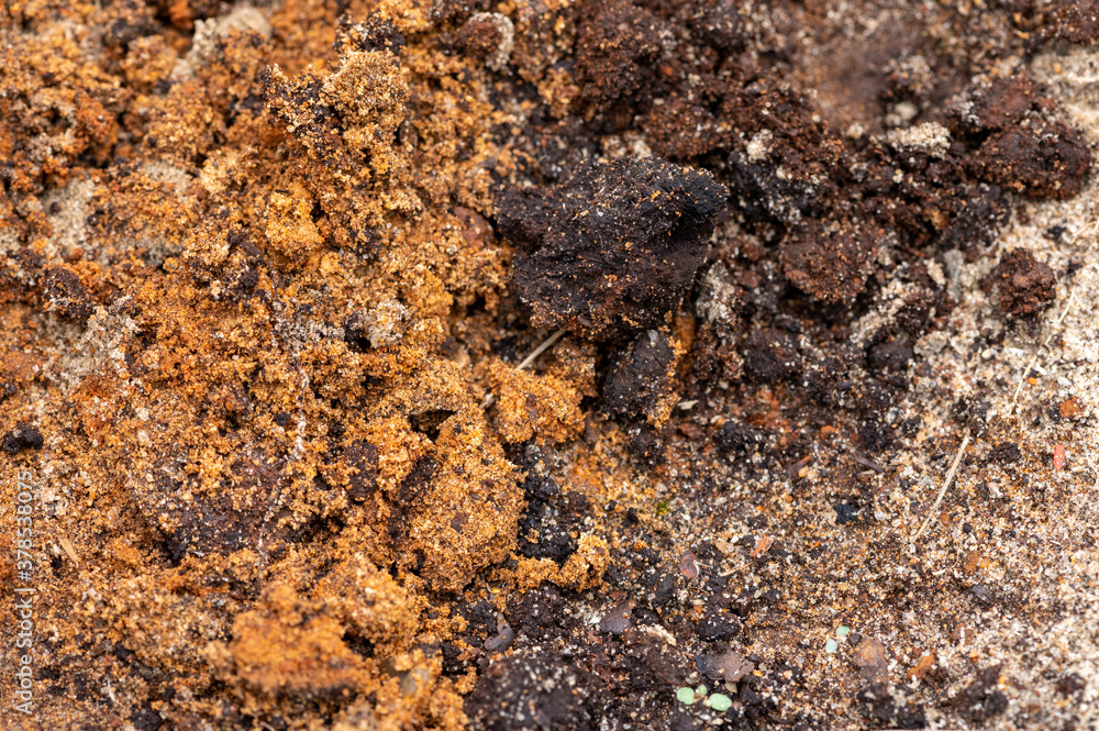 Surface texture of a mixture of sand and earth, close-up. Surface texture of a mixture of sand and earth, close-up.