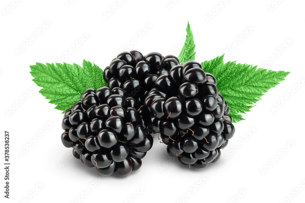 blackberry with leaf isolated on a white background closeup. Clipping path and full depth of field blackberry with leaf isolated on a white background closeup. Clipping path and full depth of field