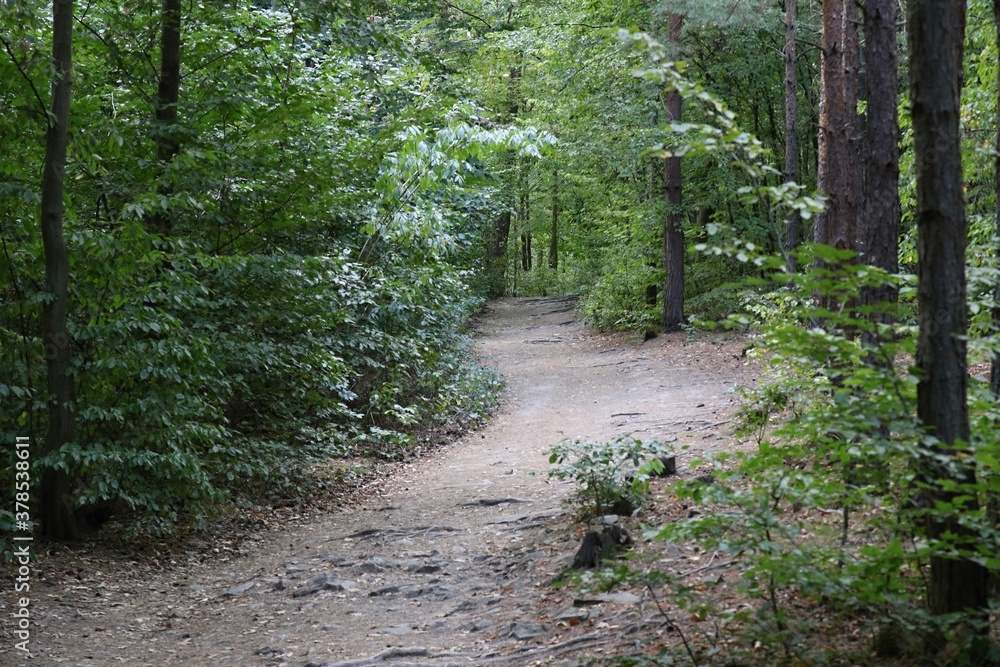 Fototapeta premium path in the woods