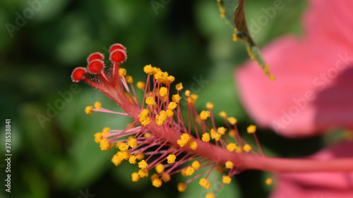Close up of  Yellow  anther and stigma of  Hibiscus rosa-sinensis