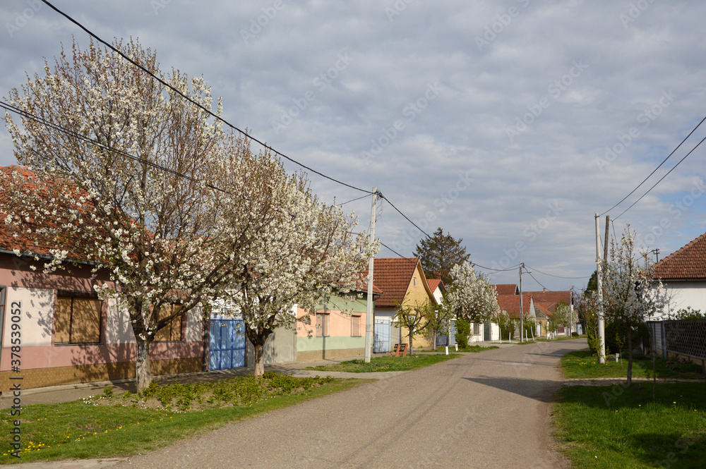spring in Backi Petrovac, Vojvodina, with blooming cherry trees