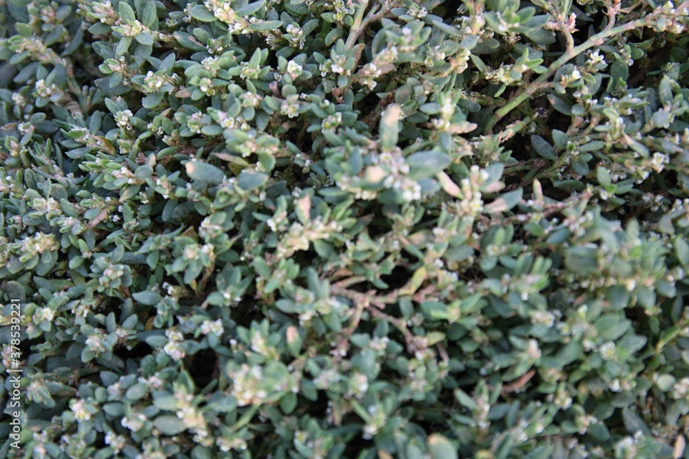 green moss background green moss background