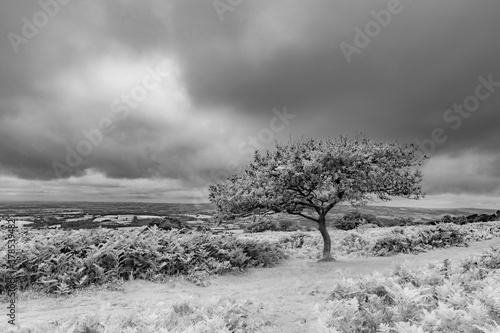 A single tree stands alone on the edge of a moorland hill in bad weather
