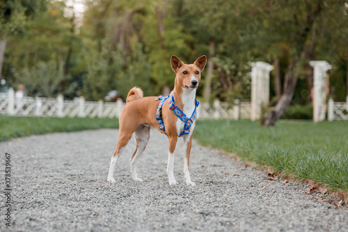 Portrait of a red basenji standing at sunset