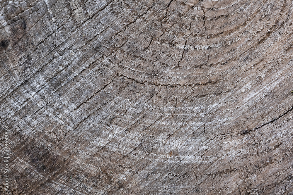 Naklejka premium Wooden texture of cut tree trunk