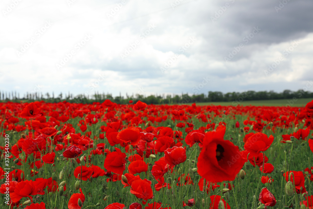 Obraz premium Beautiful red poppy flowers growing in field