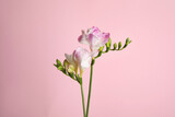 Beautiful tender freesia flowers on pink background