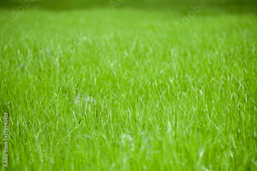 Young green grass meadow background