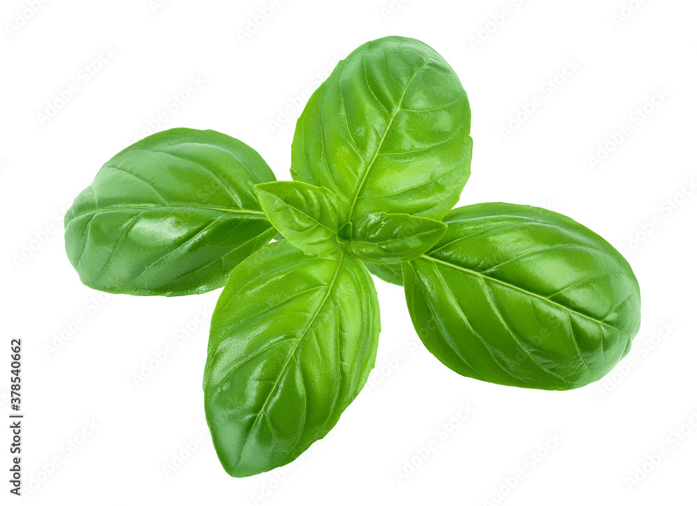 Fresh basil leaf isolated on white background with clipping path and full depth of field. Top view. Flat lay Fresh basil leaf isolated on white background with clipping path and full depth of field. Top view. Flat lay