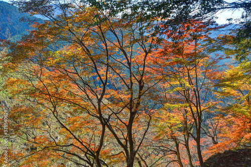 吉野山の紅葉