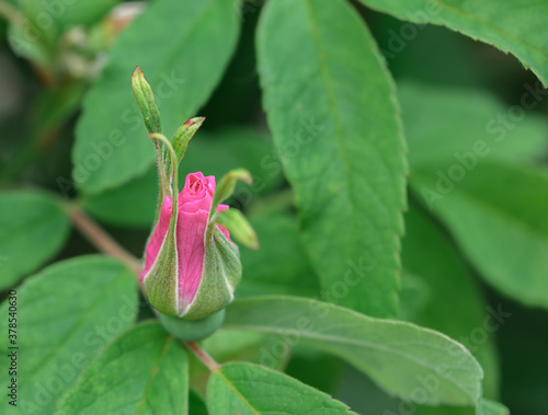 Pink flower bud Close-up and green leaves
