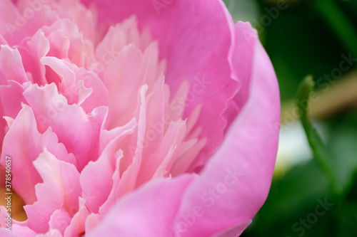Pink flower Close-up and green leaves