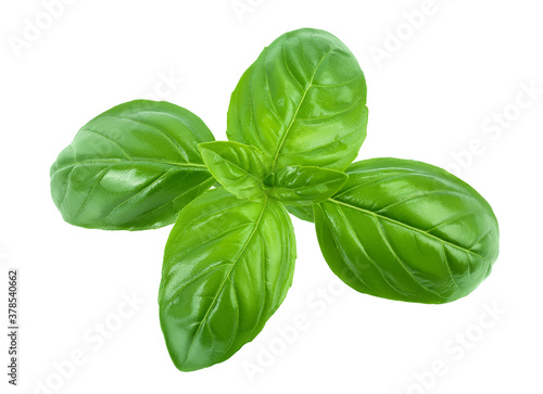 Fresh basil leaf isolated on white background with clipping path and full depth of field. Top view. Flat lay