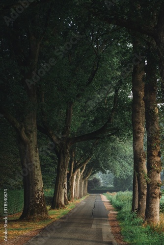 alley in the park