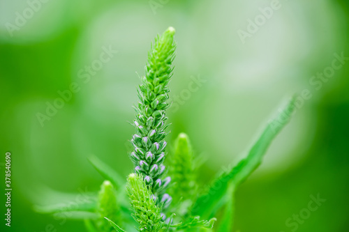 close up of green grass