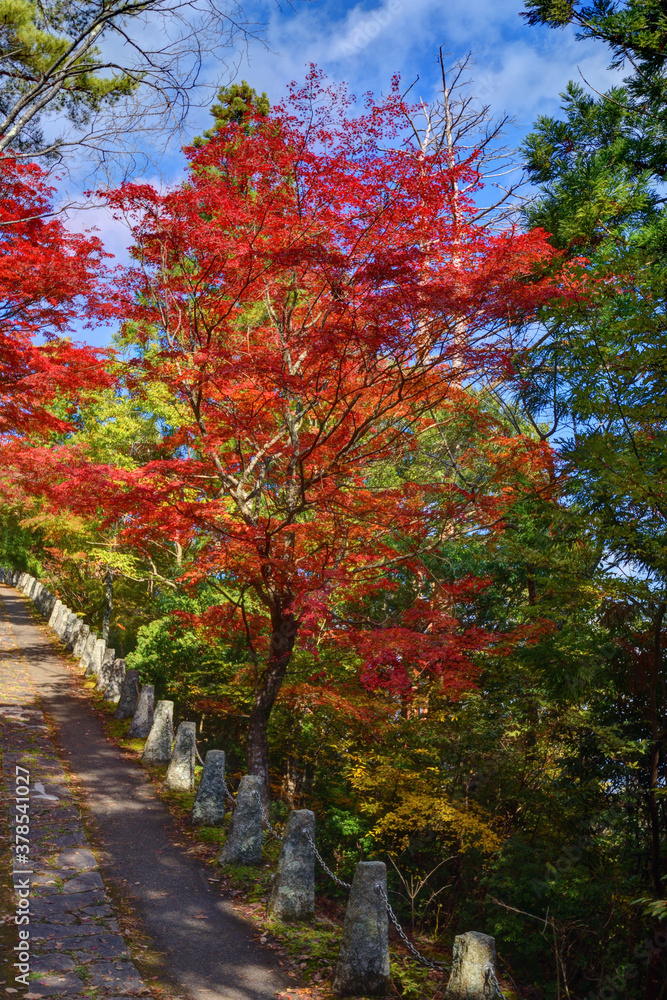 Naklejka premium 吉野山の紅葉