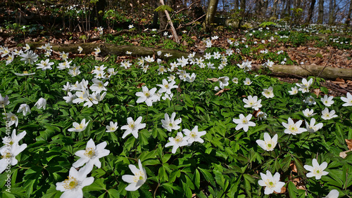 Blooming wild flowers (wood anemone, anemonoides nemorosa, also called windflower, thimbleweed or smell fox) in forest at Kaiserstuhl, Baden-Wuerttemberg, Germany. Focus on center of photograph.