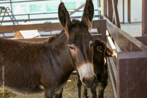 Cute funny donkeys on farm. Animal husbandry