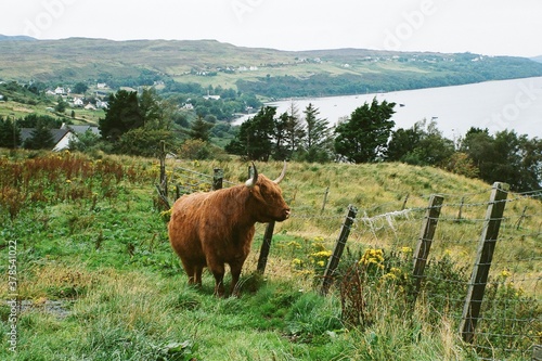 cows in the mountains