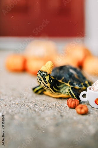 turtle on a wooden background