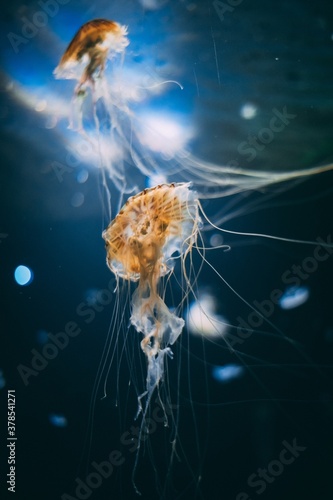jellyfish