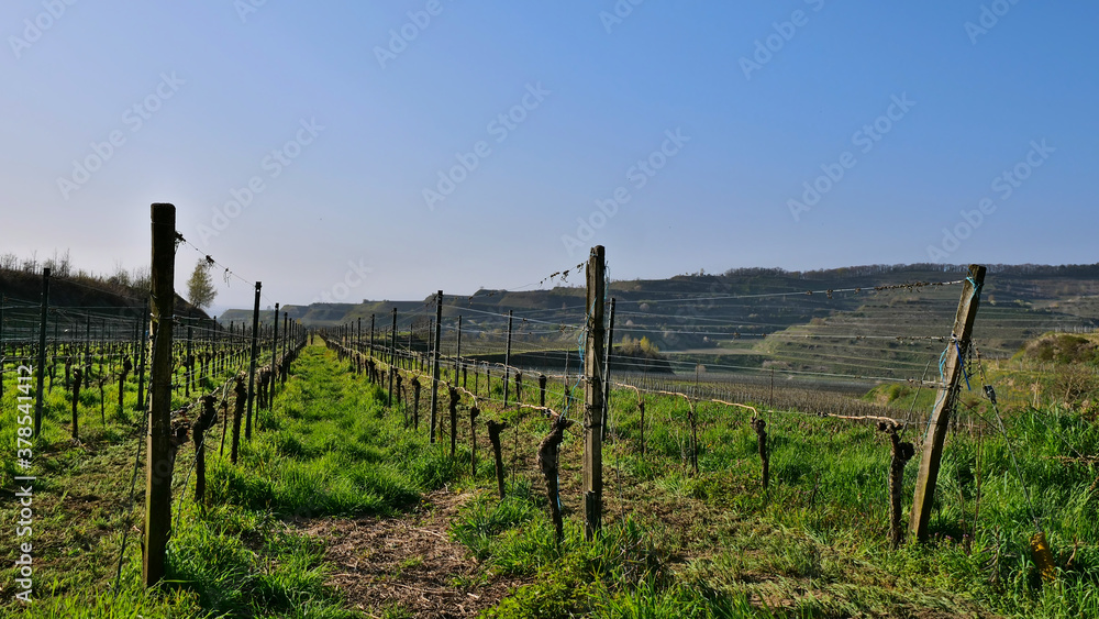 Flat vineyard in evening sun with growing grass in between and terraced hills in background on a sunny day in Kaiserstuhl, Baden-Wuerttemberg, Germany. Flat vineyard in evening sun with growing grass in between and terraced hills in background on a sunny day in Kaiserstuhl, Baden-Wuerttemberg, Germany.