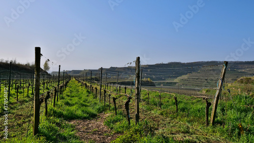 Flat vineyard in evening sun with growing grass in between and terraced hills in background on a sunny day in Kaiserstuhl, Baden-Wuerttemberg, Germany.