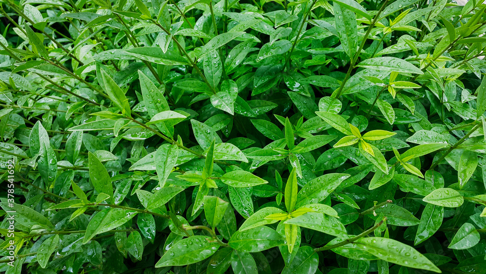green leaves background green leaves background