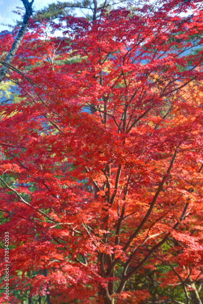 吉野山の紅葉