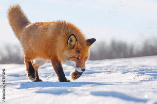 Red Fox is walking on the snow-covered tundra. The wildlife of the Arctic. Wild Fox in its natural habitat. Cold frosty weather in the far North of Siberia. Nature of Chukotka and the Russian Far East