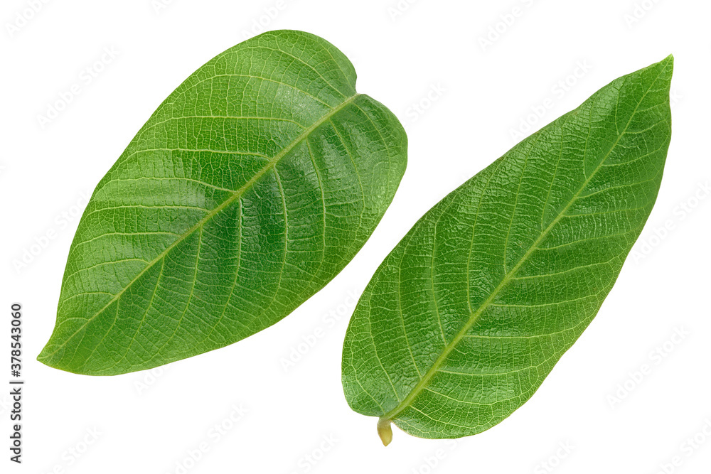 Obraz premium walnut leaf isolated on a white background with clipping path and full depth of field. Top view. Flat lay