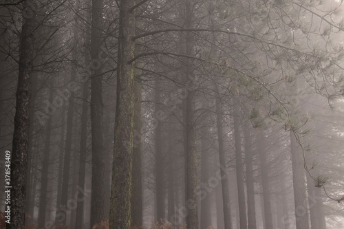 Foggy pine woods