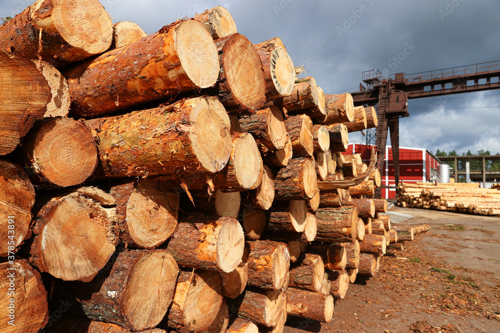 Logs ready for processing at the sawmill Logs ready for processing at the sawmill