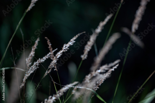grass in summer, nacka, stockholm, sweden, sverige © Mats
