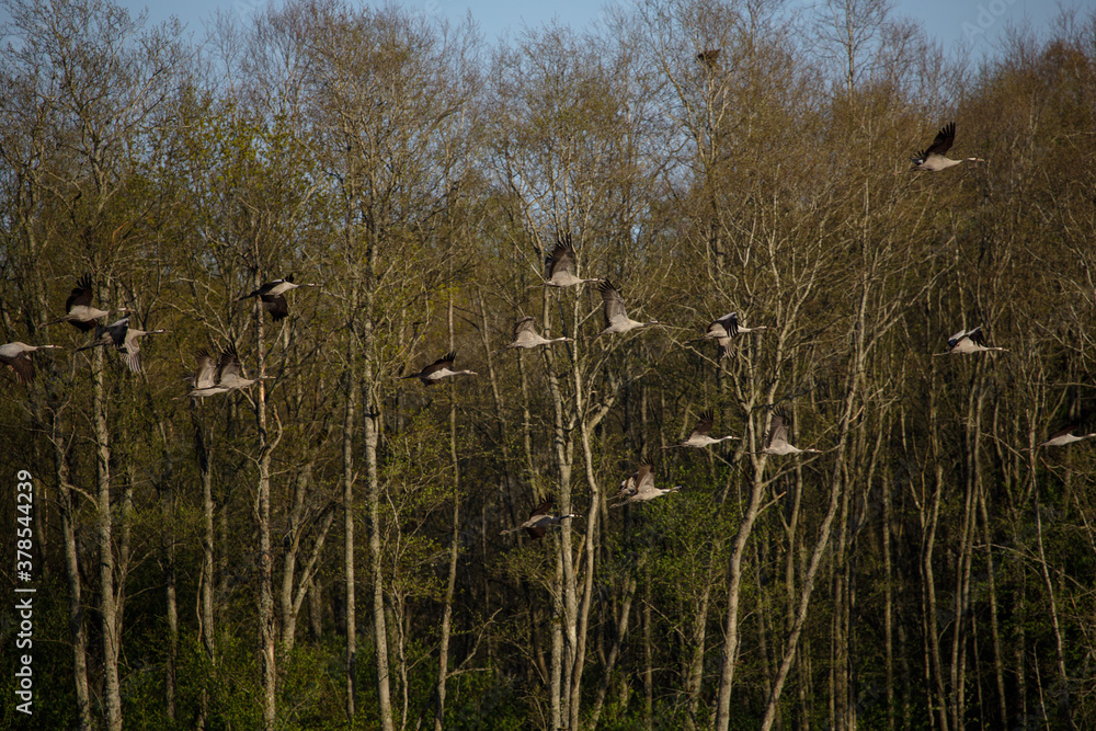 a flock of migratory birds flies over the forest with a blue sky