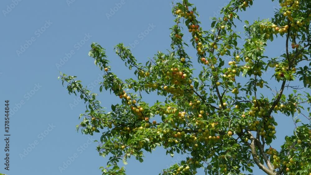 Plum tree with fruits against a cloudless blue sky. Plum tree branches with fruits sway in the wind. High quality 4k footage Plum tree with fruits against a cloudless blue sky. Plum tree branches with fruits sway in the wind. High quality 4k footage