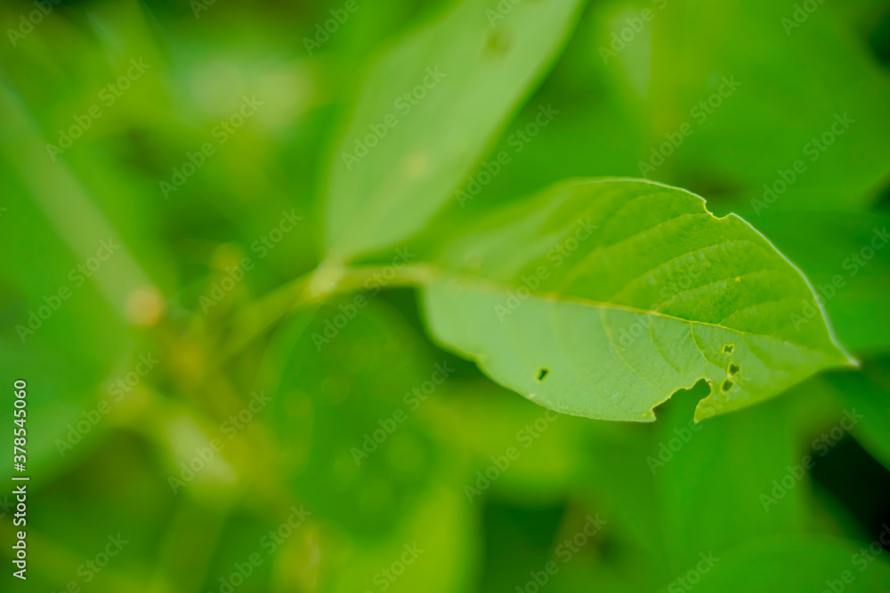 Pigeon pea crop field , Damaged Pigeon pea leaf Pigeon pea crop field , Damaged Pigeon pea leaf