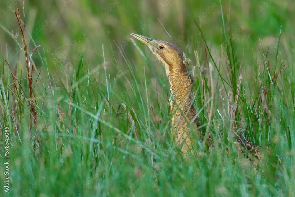 Fototapeta premium The Eurasian bittern in the grass