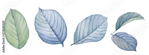 Leaf watercolor illustration.Manual composition.Big Set watercolor elements.