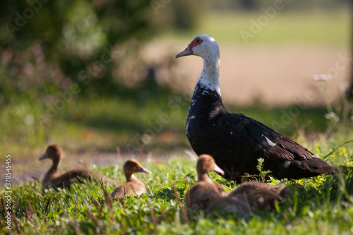 duck mom walks with her little fluffy ducklings