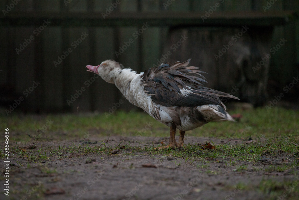 Fototapeta premium the duck shakes the water from the feathers in wet weather