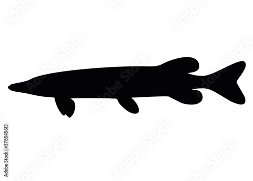 Large and predatory pike. Vector image.