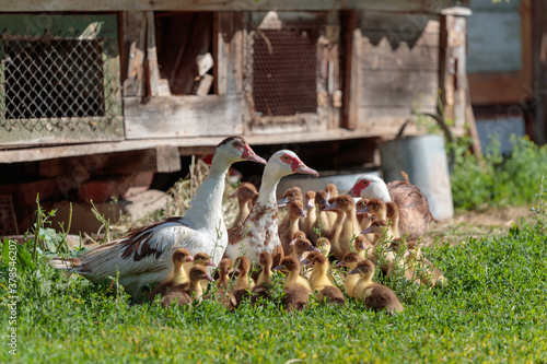 two ducks with their ducklings stand by the barn